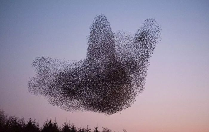 Murmuration of migrating starlings