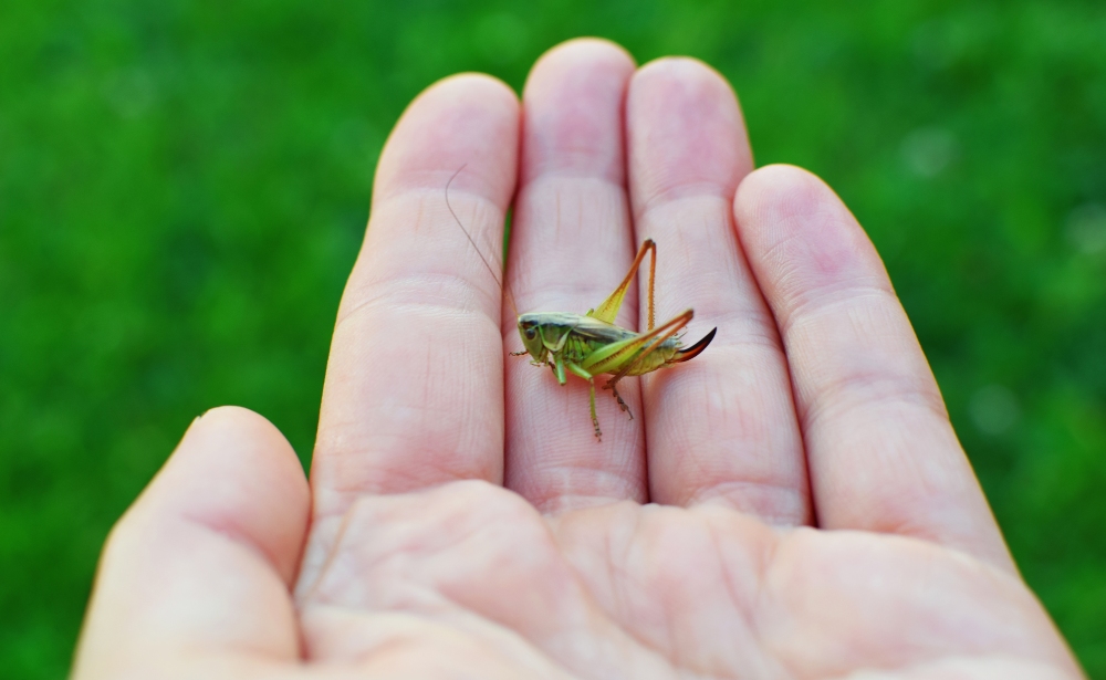 Grasshopper in palm of woman's hand